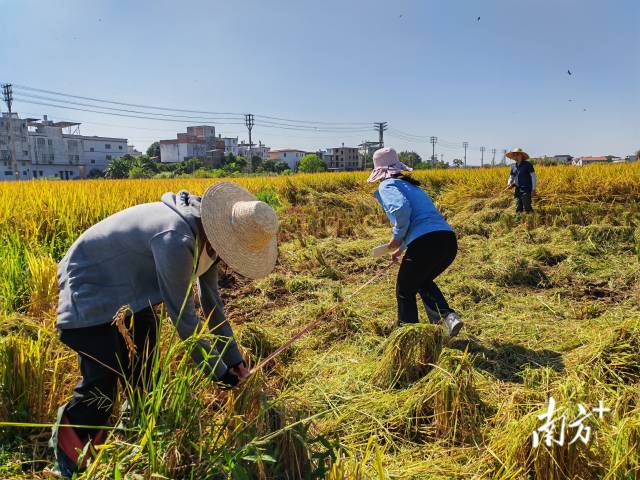 超聲種子增產預處理后，廣東興寧雙季絲苗香米突破畝產1446.18公斤，再創世界紀錄！